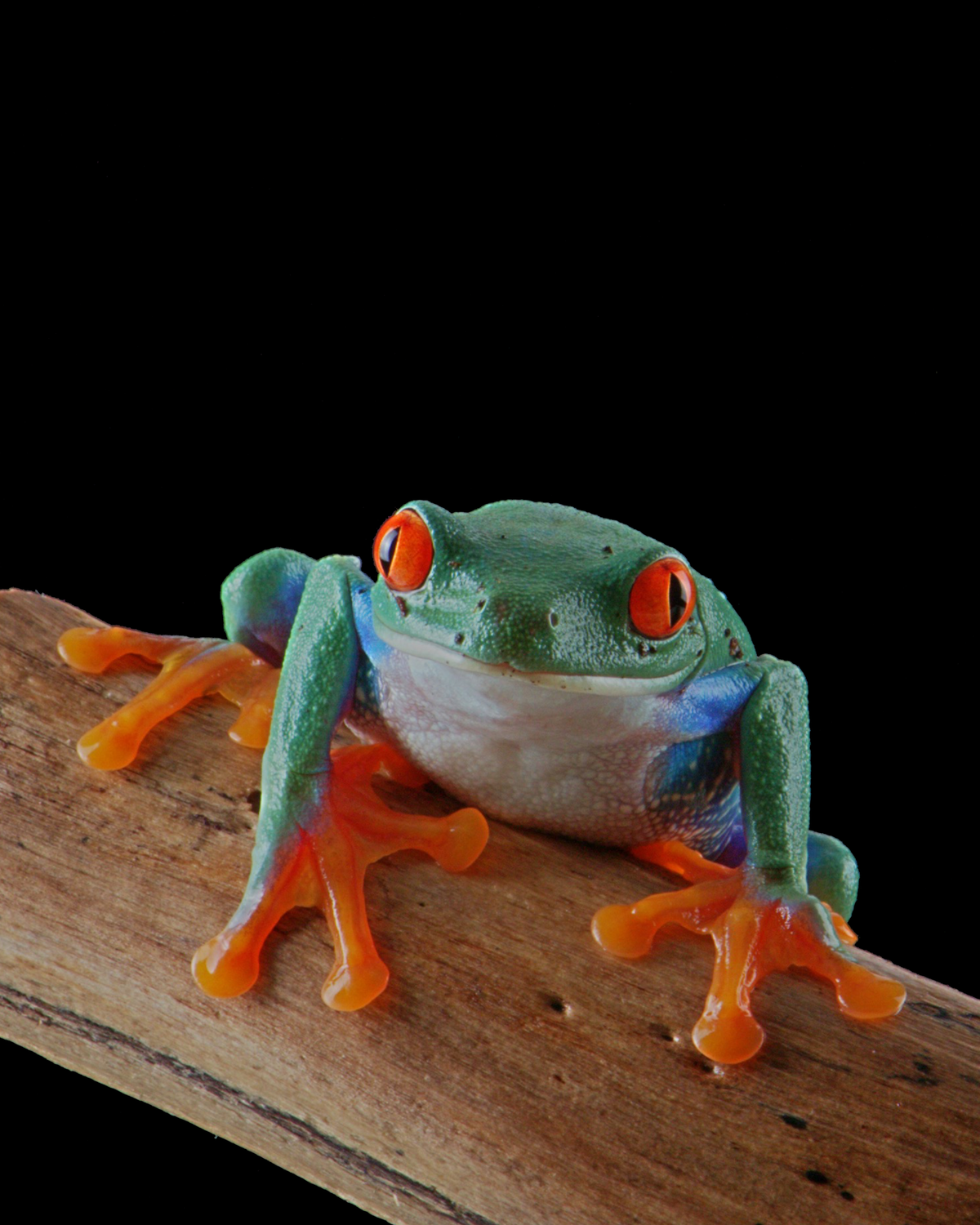 Vörösszemű levelibéka (Agalychnis callidryas)